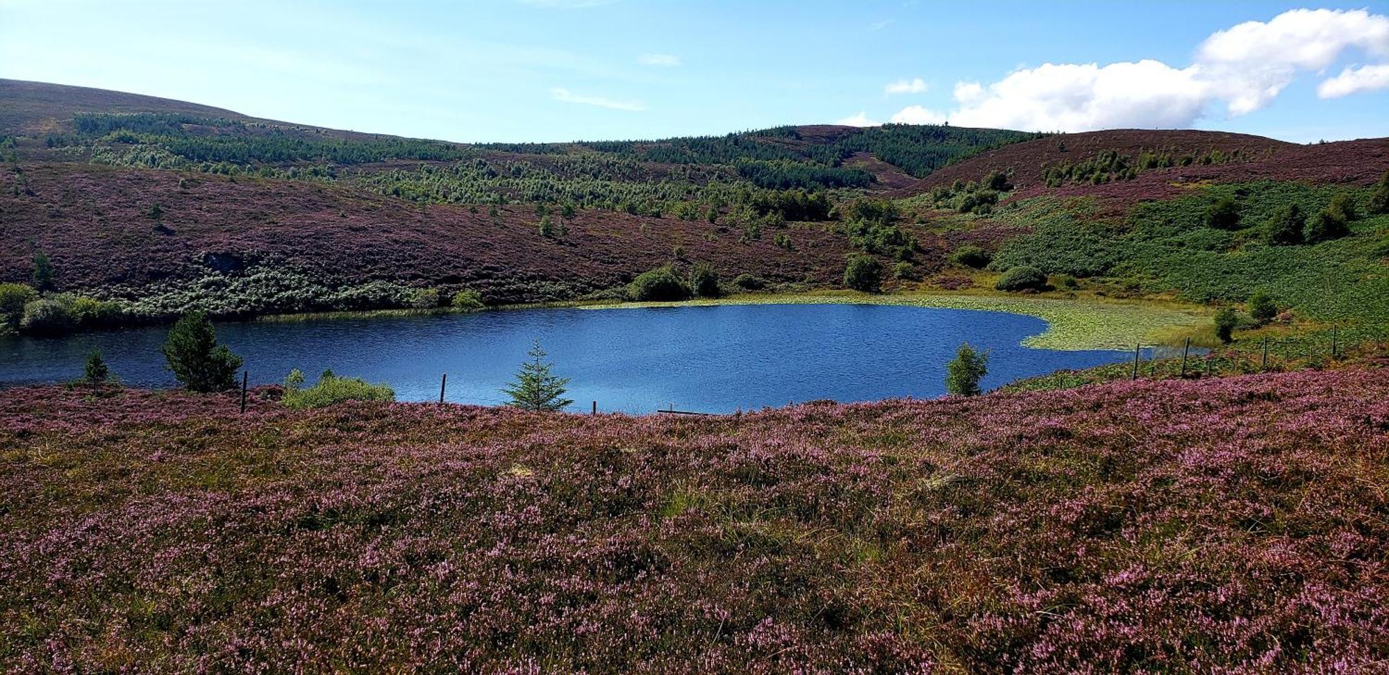 Highland Glen Lodges Rogart Екстериор снимка
